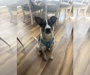 Mutt Dogs for adoption in Garden City, NY, USA