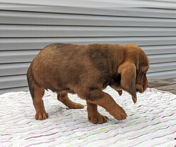 Medium Photo #5 Basset Hound Puppy For Sale in DUNNVILLE, KY, USA