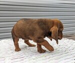 Small Photo #5 Basset Hound Puppy For Sale in DUNNVILLE, KY, USA