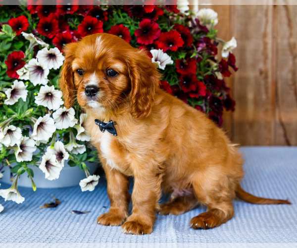 Medium Photo #7 Cavalier King Charles Spaniel Puppy For Sale in WAKARUSA, IN, USA