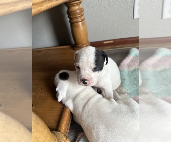 Medium Photo #3 America Bandogge Mastiff-Cane Corso Mix Puppy For Sale in WICHITA, KS, USA