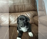 Puppy Point Australian Shepherd