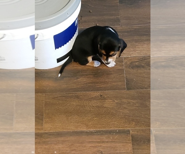 Medium Photo #4 Beagle Puppy For Sale in CENTRALIA, WA, USA