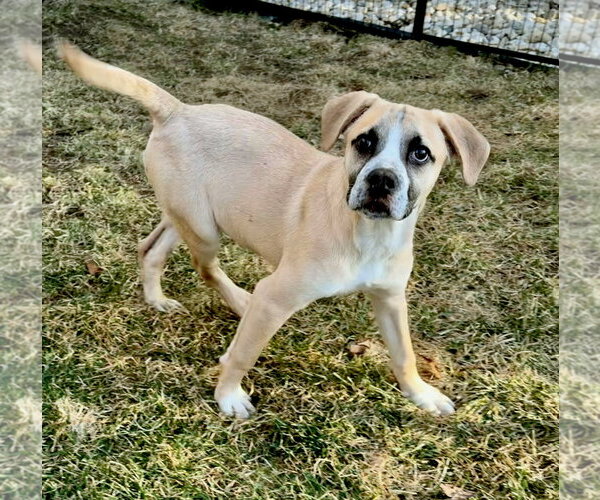 Medium Photo #3 American Boston Bull Terrier Puppy For Sale in Gilberts, IL, USA