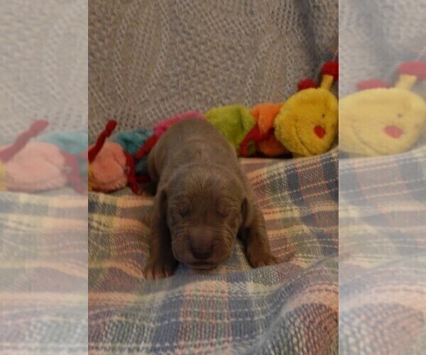 Medium Photo #110 Great Dane Puppy For Sale in SPRAGGS, PA, USA