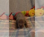 Small Photo #110 Great Dane Puppy For Sale in SPRAGGS, PA, USA