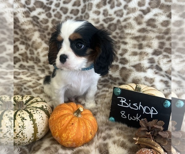 Medium Photo #4 Cavalier King Charles Spaniel Puppy For Sale in ABILENE, TX, USA