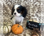Small #3 Cavalier King Charles Spaniel