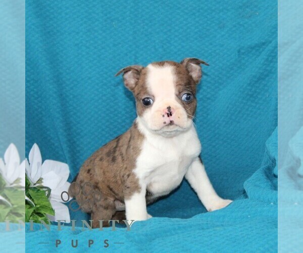 Medium Photo #6 Boston Terrier Puppy For Sale in QUARRYVILLE, PA, USA