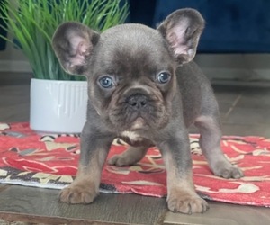 French Bulldog Puppy for sale in POWDER SPRINGS, GA, USA