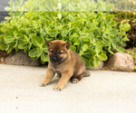 Puppy Tyler Shiba Inu