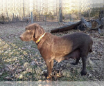 Small Photo #5 Labrador Retriever Puppy For Sale in SPRINGFIELD, MO, USA