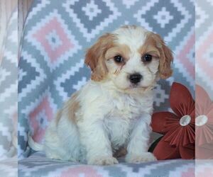 Cavachon-Cavalier King Charles Spaniel Mix Puppy for sale in NARVON, PA, USA
