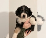 Puppy 1 Miniature Australian Shepherd