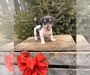 Dachshund Puppy for sale in MIDDLEBURY, IN, USA