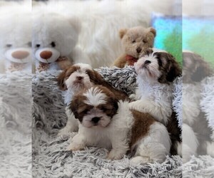 Shih Tzu Puppy for sale in MISSION VIEJO, CA, USA