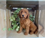 Puppy 2 Doodle-Poodle (Toy) Mix
