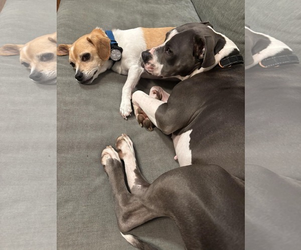 Medium Photo #5 American Pit Bull Terrier Puppy For Sale in Lockport, NY, USA