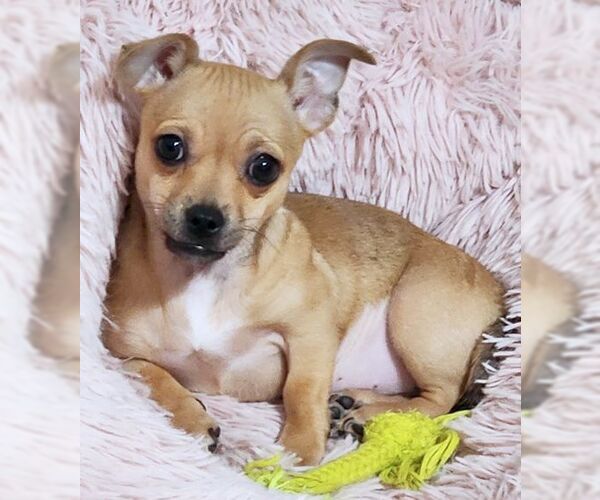 Medium Photo #8 Chihuahua Puppy For Sale in Tustin, CA, USA