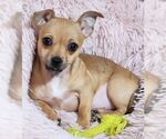 Small #7 Chihuahua