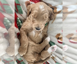 Goldendoodle-Poodle (Standard) Mix Puppy for sale in CARROLLTON, TX, USA