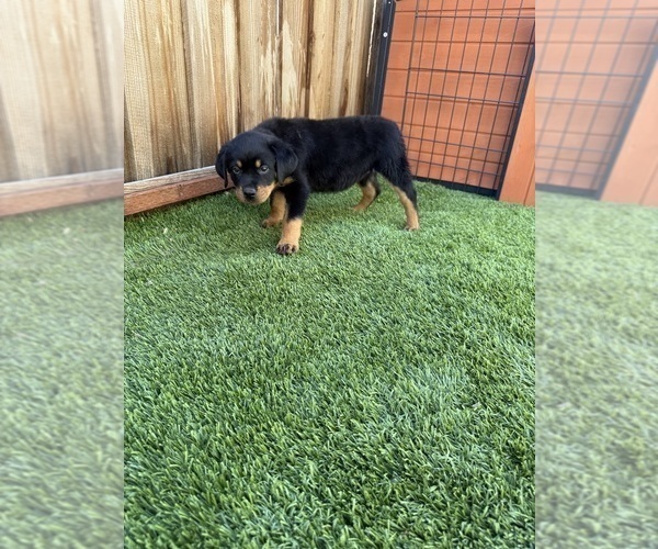 Medium Photo #6 Rottweiler Puppy For Sale in SAN JOSE, CA, USA