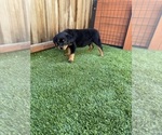 Small #5 Rottweiler