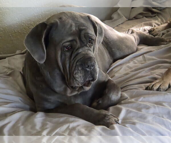 Medium Photo #3 Neapolitan Mastiff Puppy For Sale in Ellisville, MO, USA