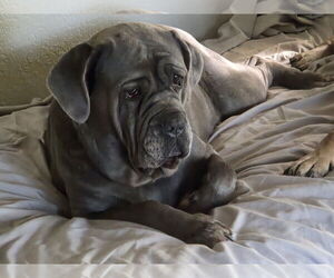 Livia - Female Neapolitan Mastiff Dog for Adoption - Photo #3