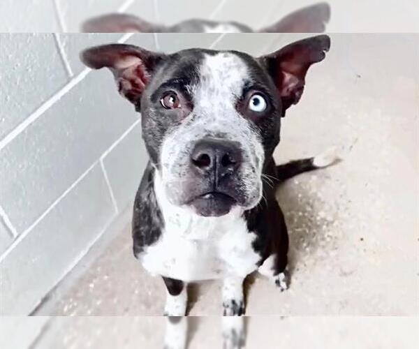 Medium Photo #3 Boxer-Unknown Mix Puppy For Sale in Houston, TX, USA