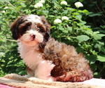 Small #3 Cava-Tzu