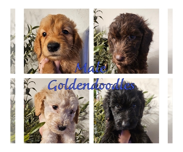 Medium Photo #3 Goldendoodle mix (+ Poodle Standard) Puppy For Sale in EL PASO, TX, USA