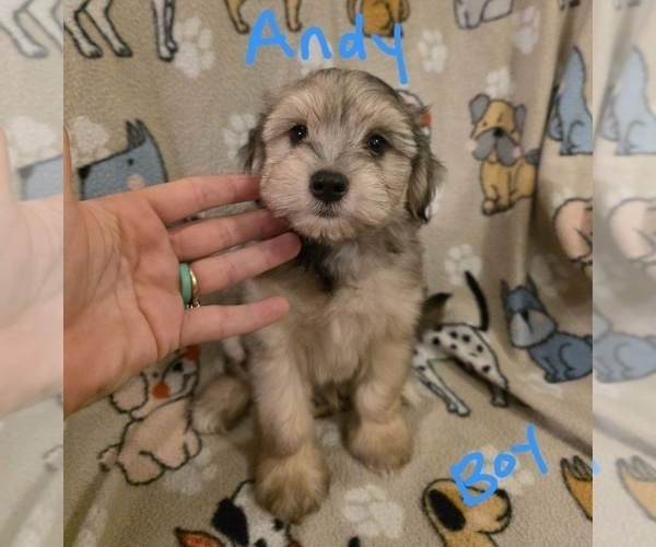 Medium Photo #3 Chizer Puppy For Sale in MONTEZUMA, GA, USA