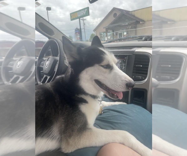 Medium Photo #1 Siberian Husky Puppy For Sale in LIBERTY, MO, USA