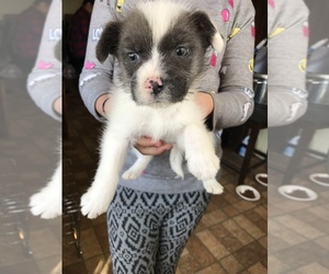 Border-Aussie-Unknown Mix Puppy for sale in SAN DIEGO, CA, USA