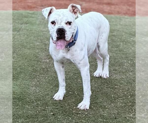 Medium Photo #1 Boxer Puppy For Sale in San Diego, CA, USA