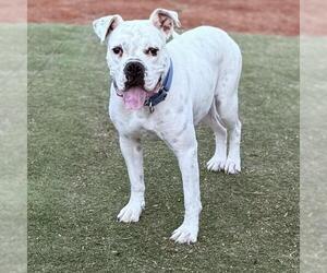 Boxer Dogs for adoption in San Diego, CA, USA