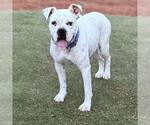 Joy - Female Boxer Dog for Adoption - Small photo