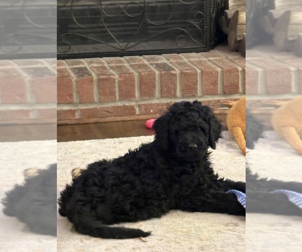 Medium Photo #6 Poodle (Standard) Puppy For Sale in CICERO, IN, USA