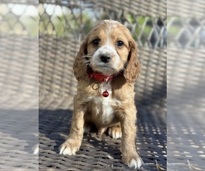 Cocker Spaniel-Poodle (Miniature) Mix Puppy for sale in RIVERDALE, MD, USA