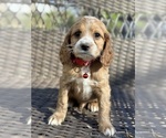 Small Photo #1 Cocker Spaniel-Poodle (Miniature) Mix Puppy For Sale in RIVERDALE, MD, USA
