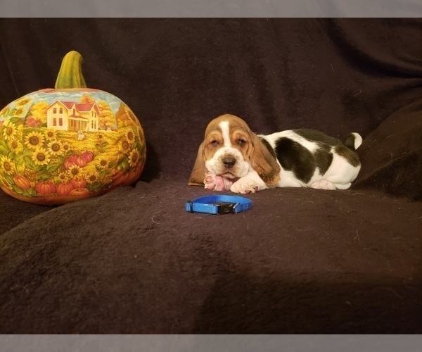 Medium Photo #14 Basset Hound Puppy For Sale in CLAREMORE, OK, USA