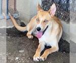 Small #1 Siberian Husky Mix