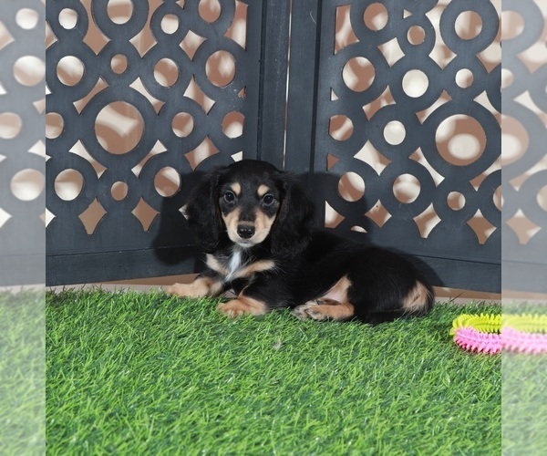 Medium Photo #4 Dachshund Puppy For Sale in MOUNT VERNON, OH, USA