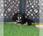 Small #3 Dachshund