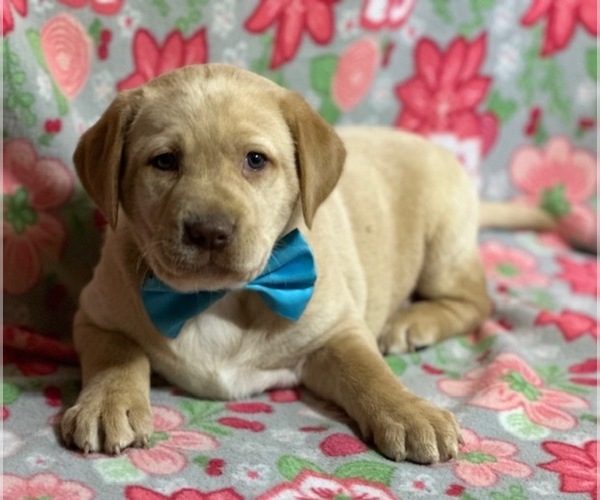 Medium Photo #2 Labrador Retriever Puppy For Sale in LANCASTER, PA, USA