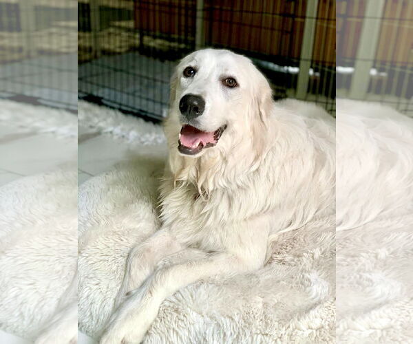 Medium Photo #2 Great Pyrenees Puppy For Sale in Spring, TX, USA