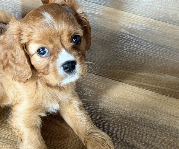 Medium Photo #1 Cavalier King Charles Spaniel Puppy For Sale in KANSAS CITY, MO, USA