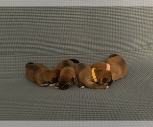 Shiba Inu Puppy for sale in ORANGE, CA, USA