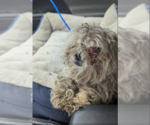 Small Shih Tzu